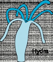 Как зайти на кракен с телефона